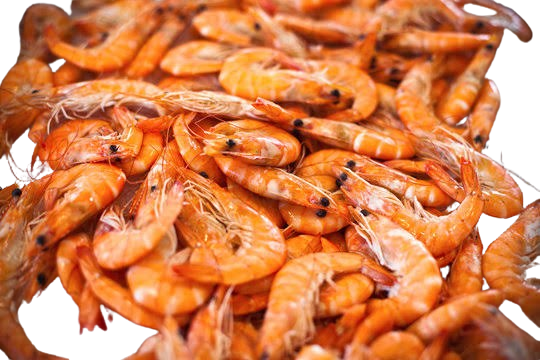 Prawns